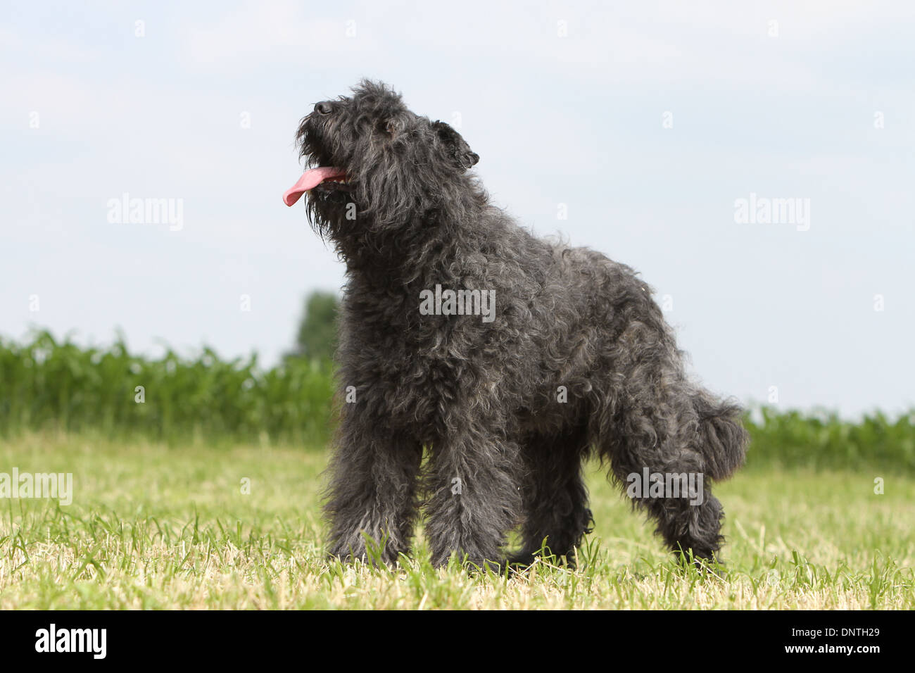 Dog Bouvier des Flandres / Flanders Cattle Dog  adult standing in a meadow Stock Photo