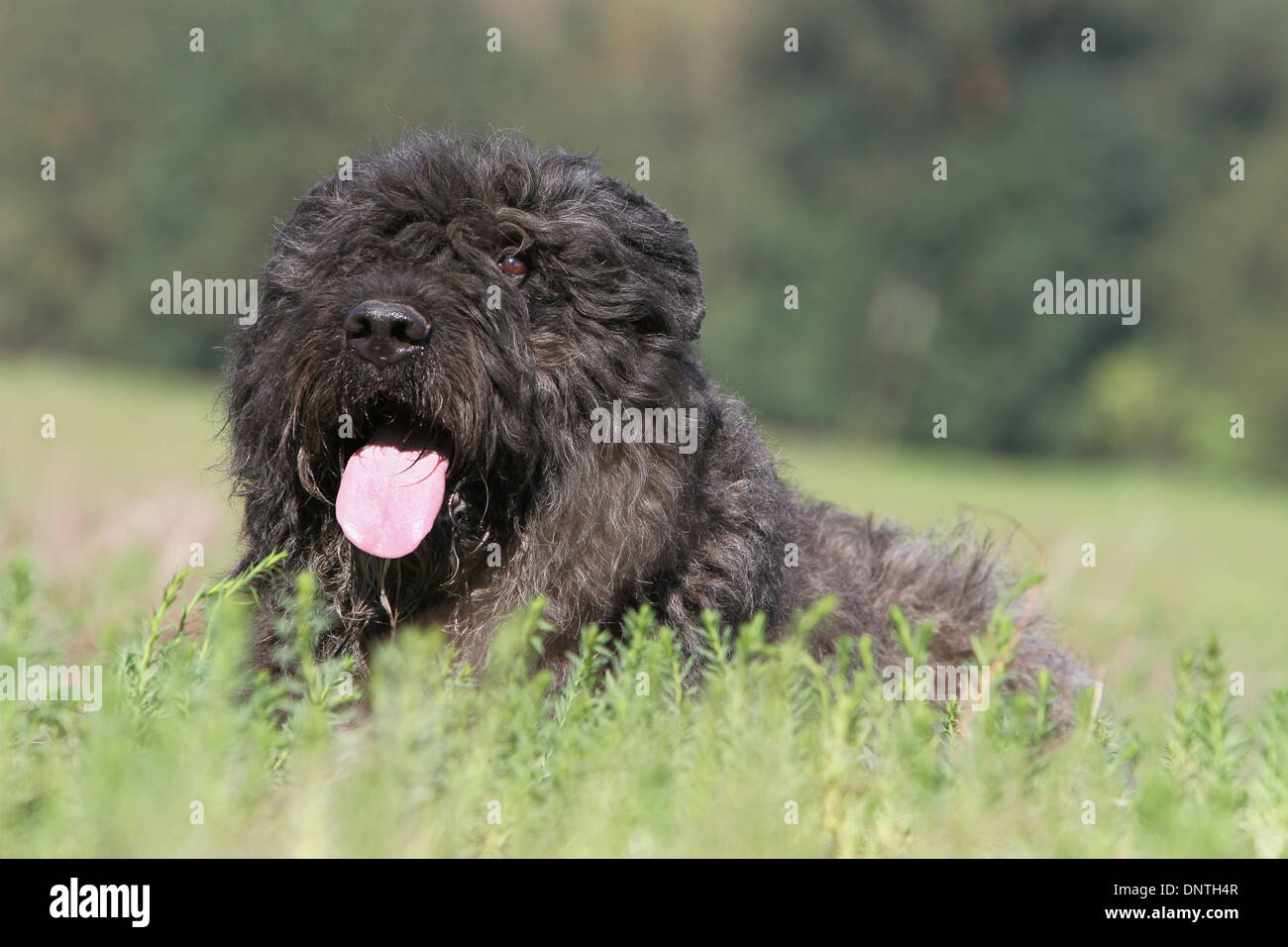 Dog Bouvier des Flandres / Flanders Cattle Dog  adult lying in a field Stock Photo