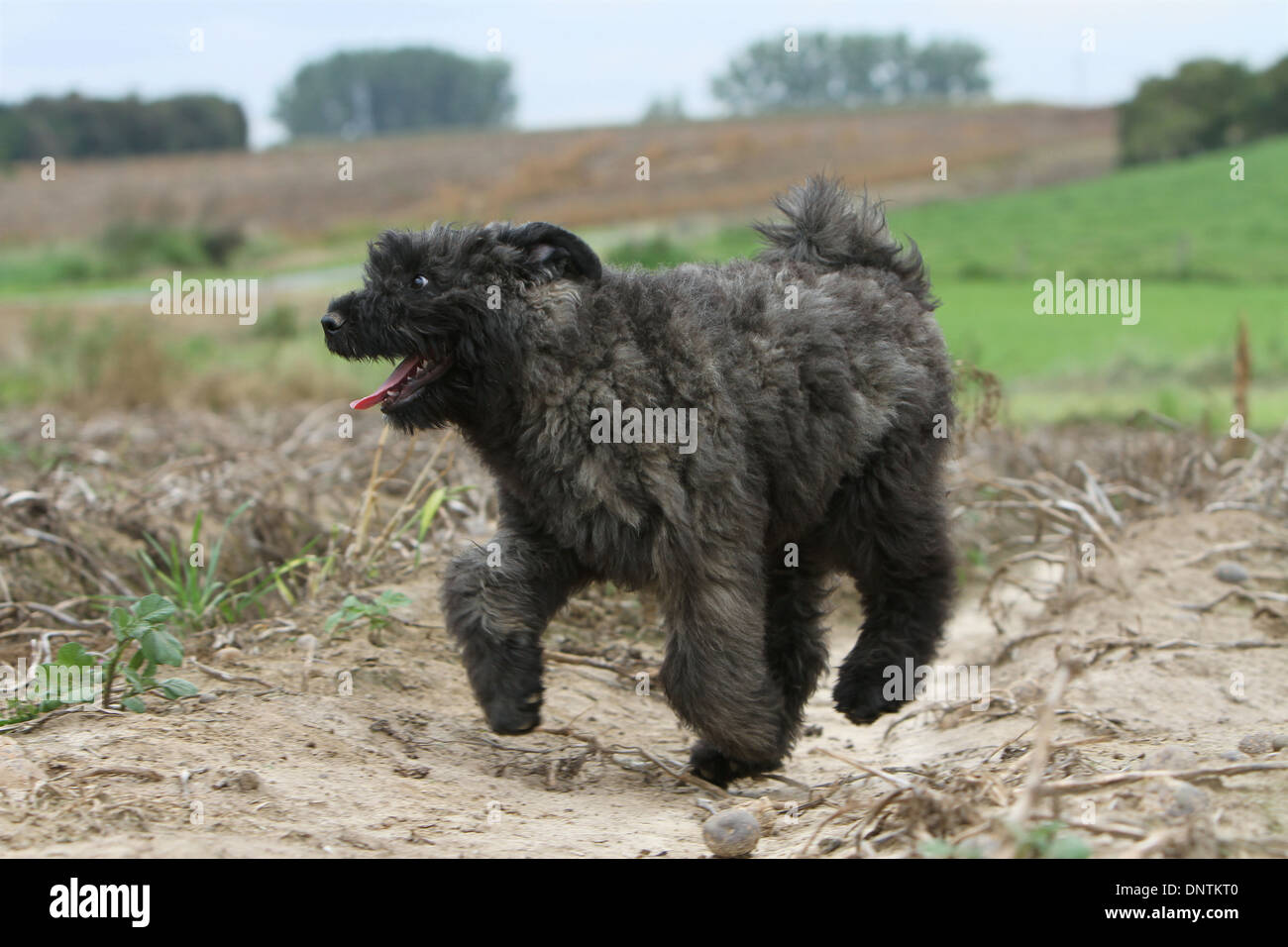 Dog Bouvier des Flandres / Flanders Cattle Dog puppy running in a field ...