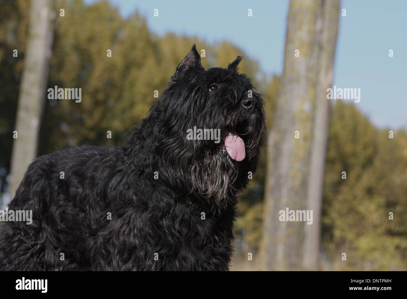 Dog of flanders hi-res stock photography and images - Alamy