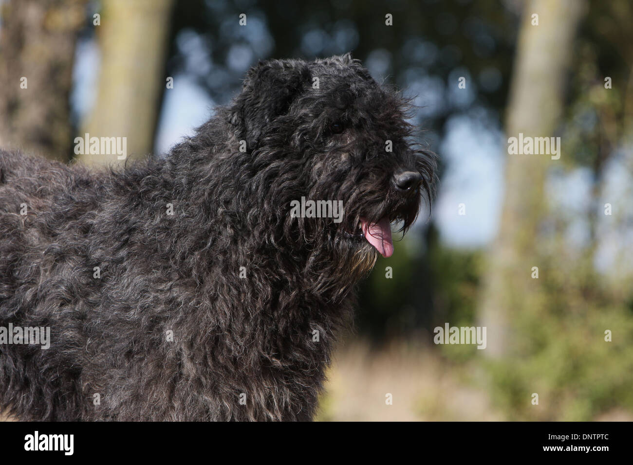Dog Bouvier des Flandres / Flanders Cattle Dog   adult portrait Stock Photo