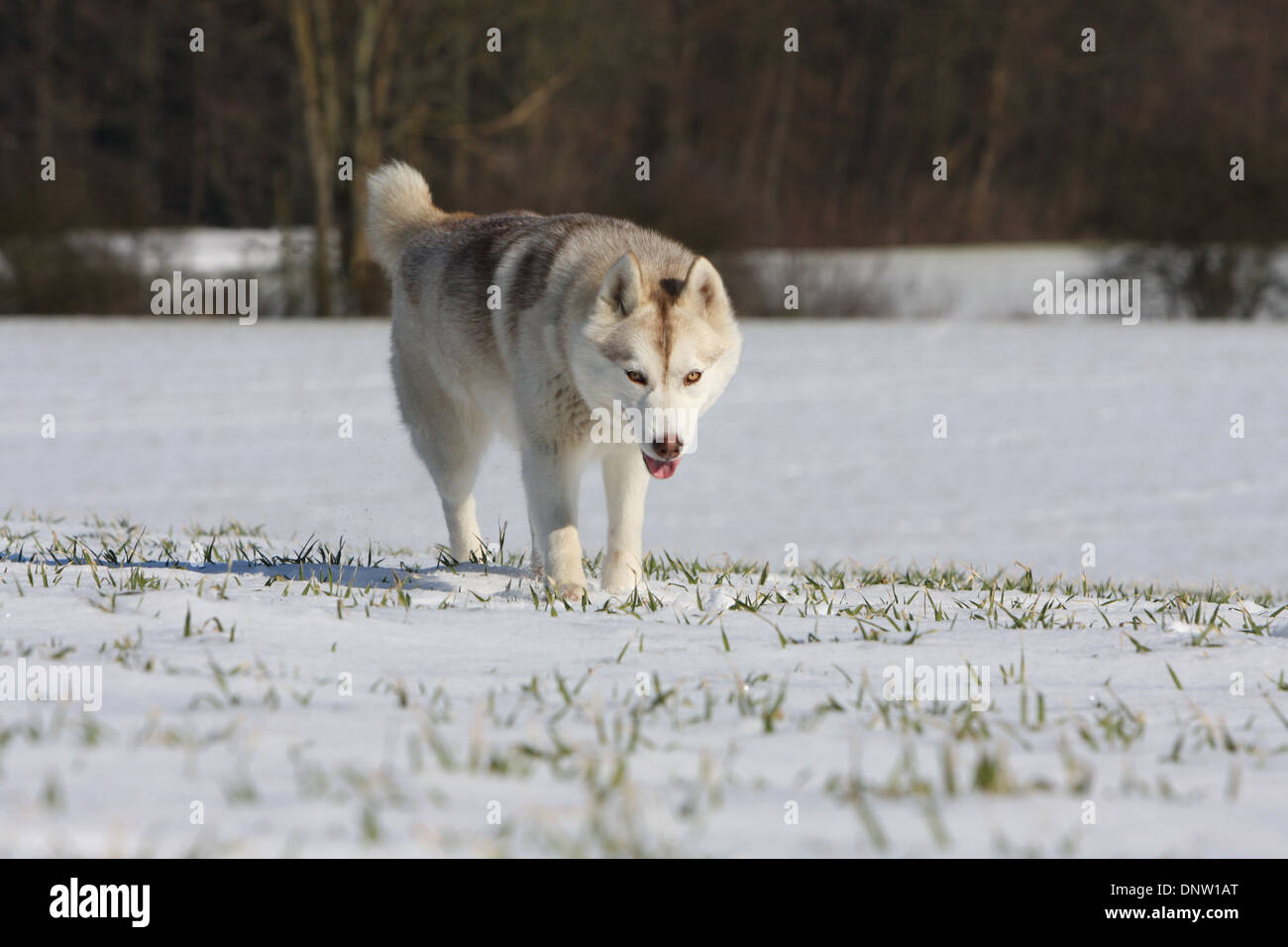 Dog Siberian Husky adult walking in the snow Stock Photo - Alamy