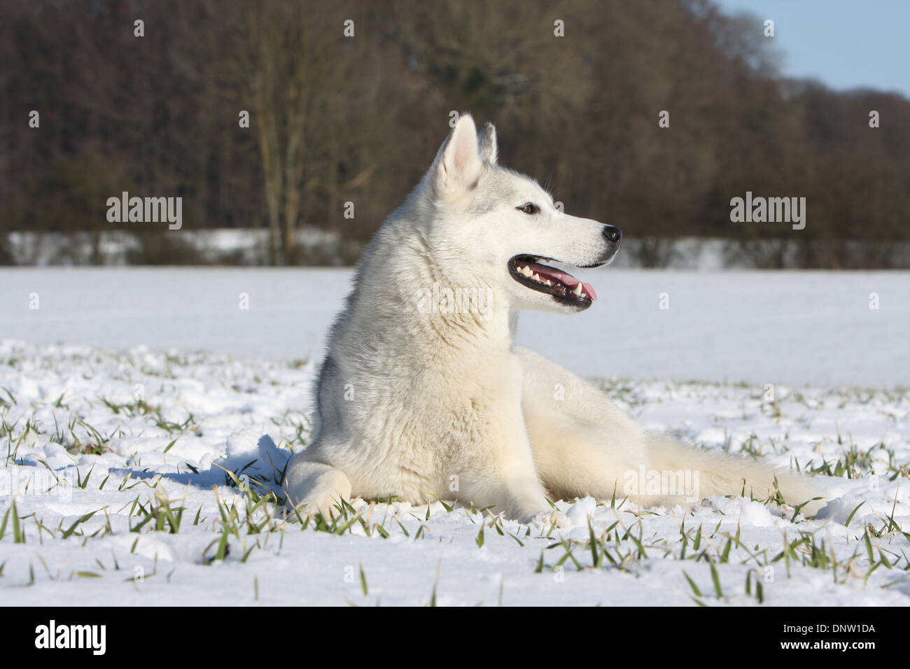 Dog Siberian Husky / adult lying in the snow Stock Photo - Alamy