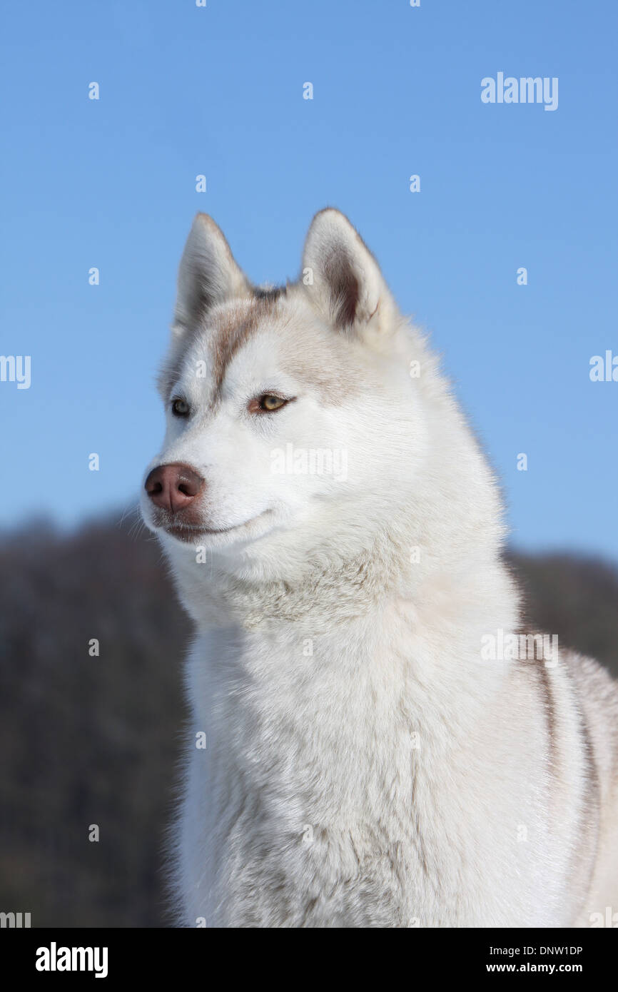 Dog Siberian Husky  adult portrait Stock Photo