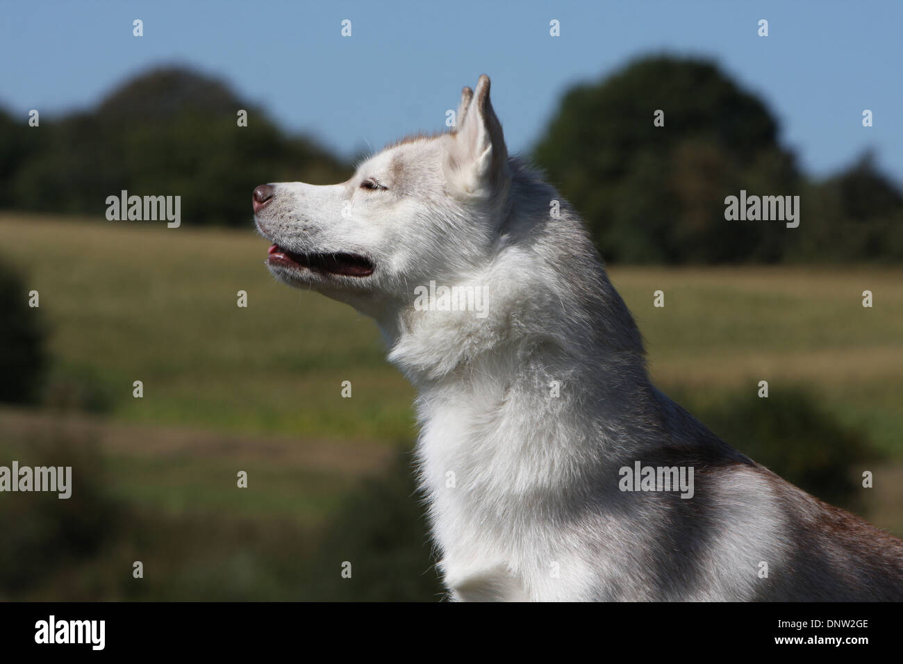 Dog Siberian Husky  adult portrait Stock Photo