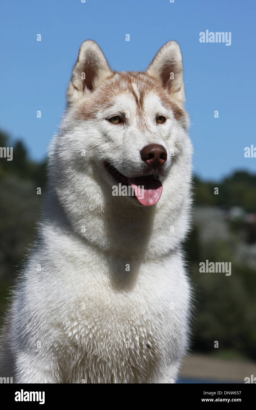 Dog Siberian Husky  adult portrait Stock Photo