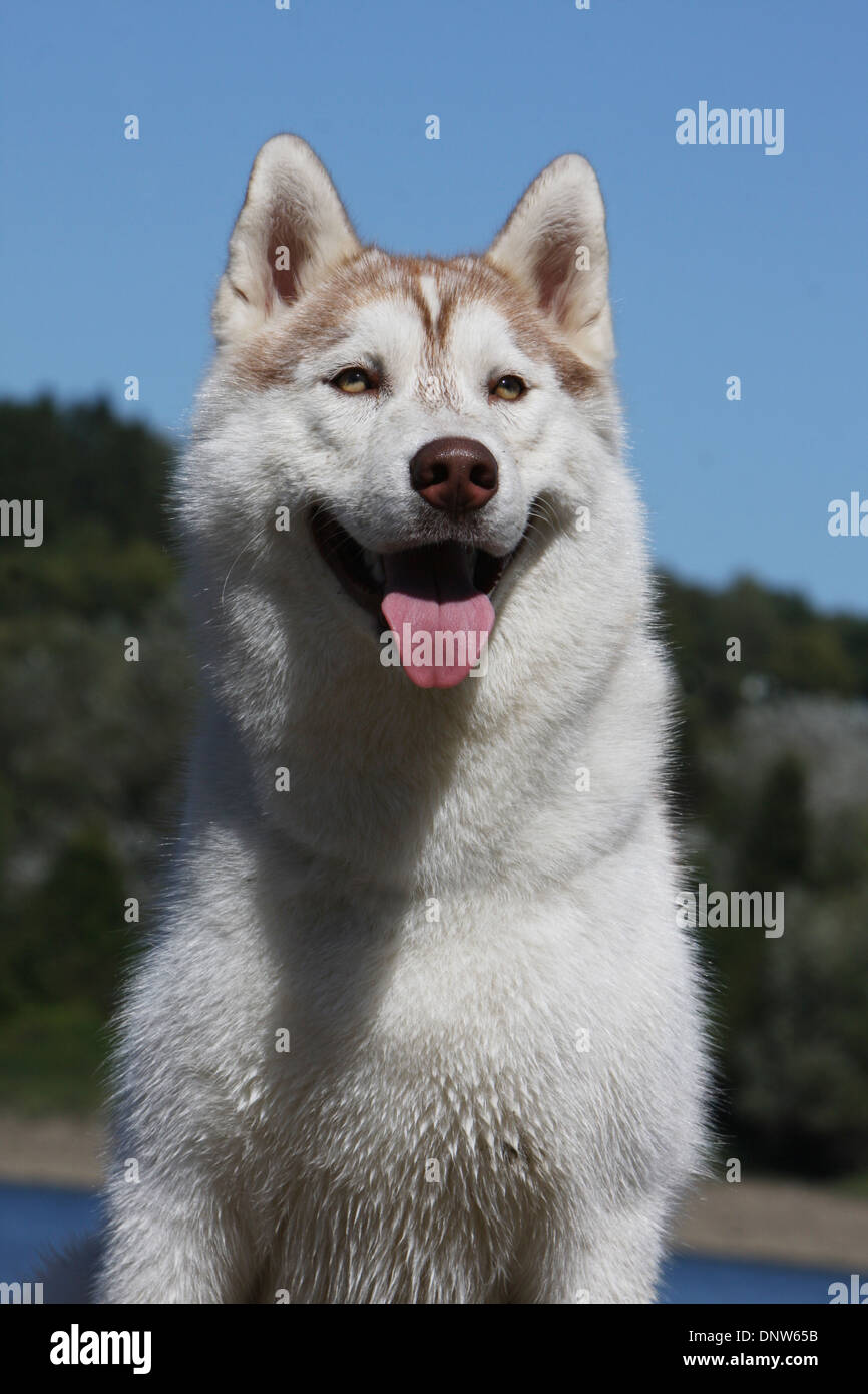 Dog Siberian Husky  adult portrait Stock Photo