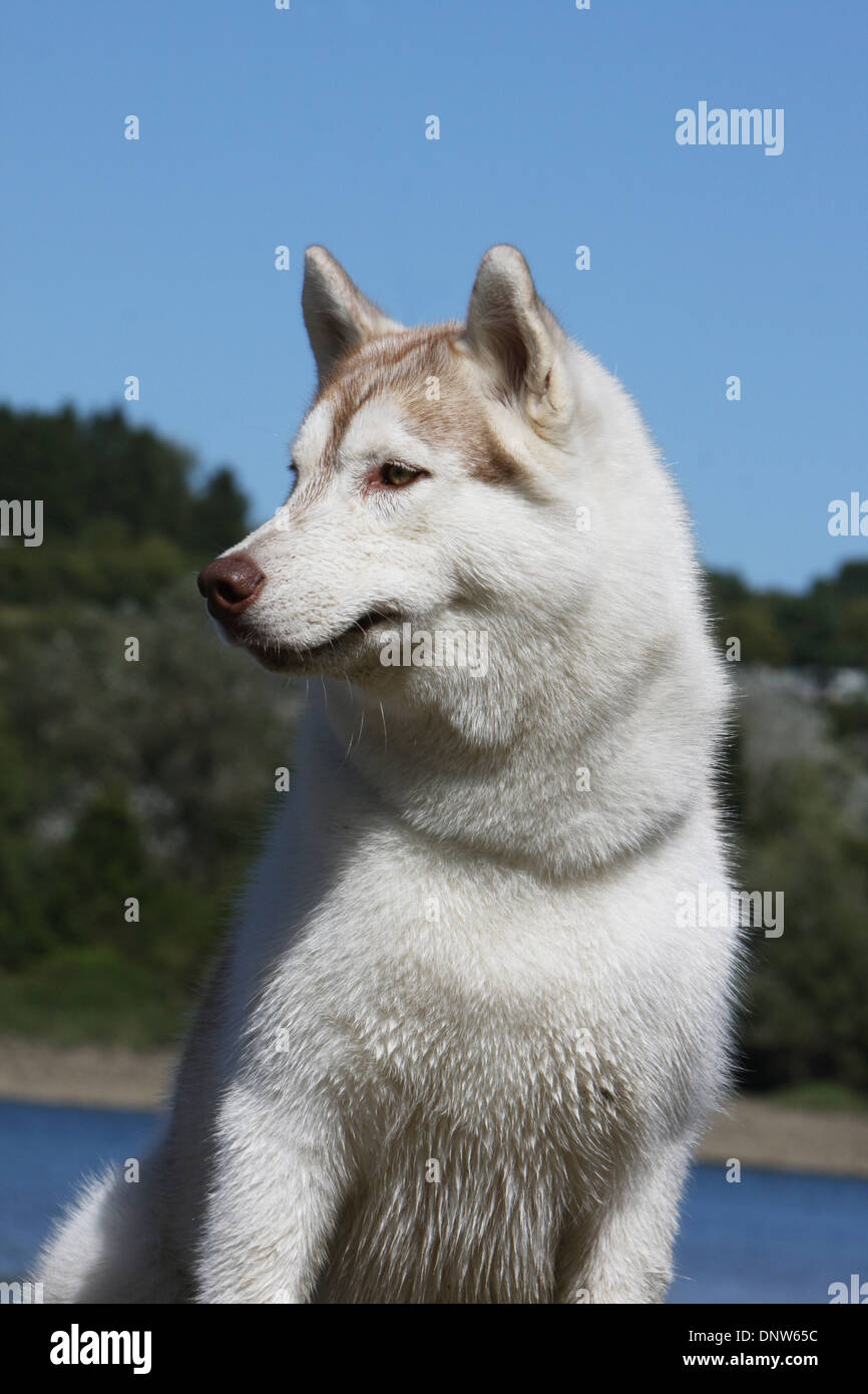 Dog Siberian Husky  adult portrait Stock Photo