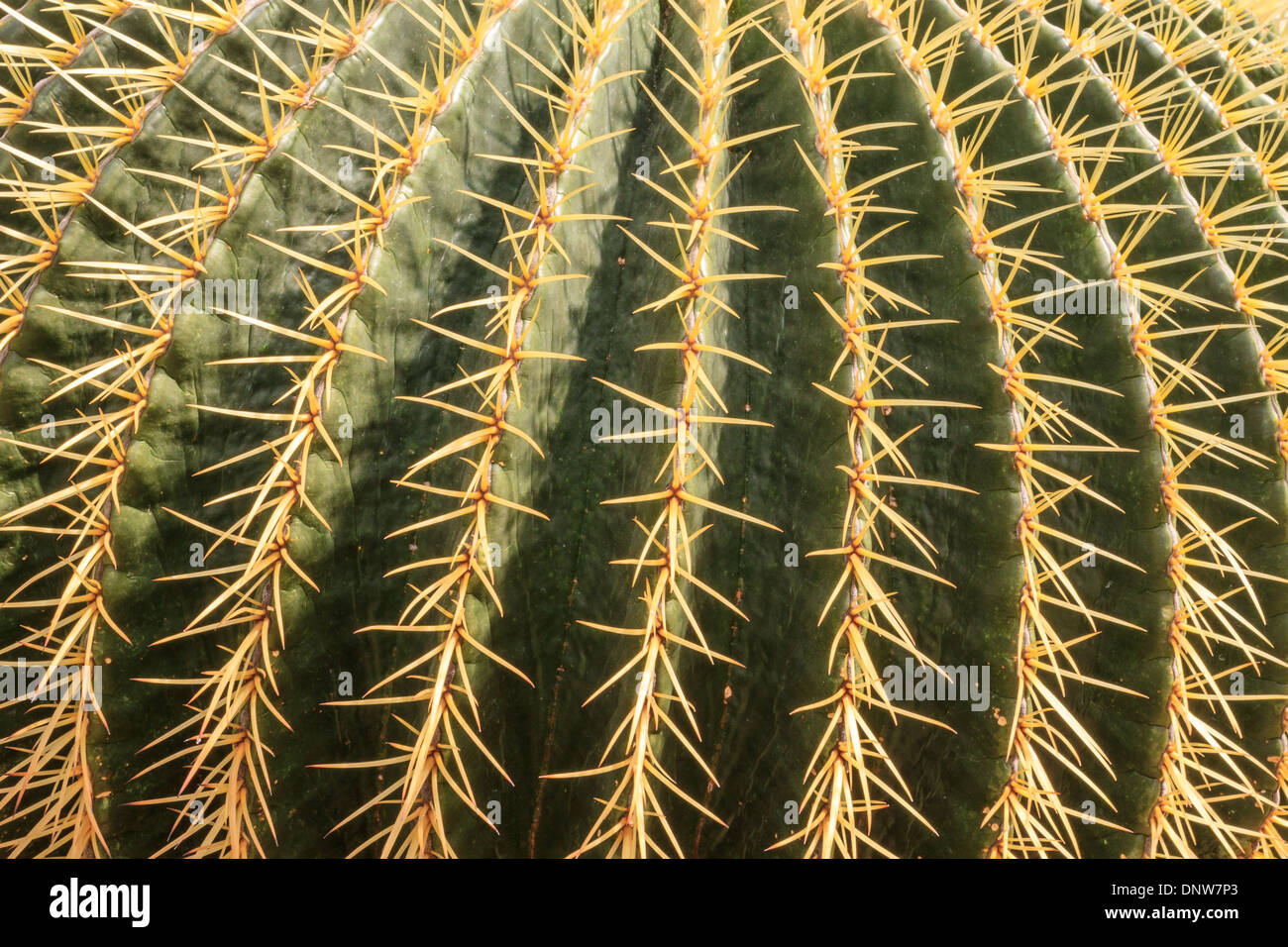 Close up cactus spine hi-res stock photography and images - Alamy
