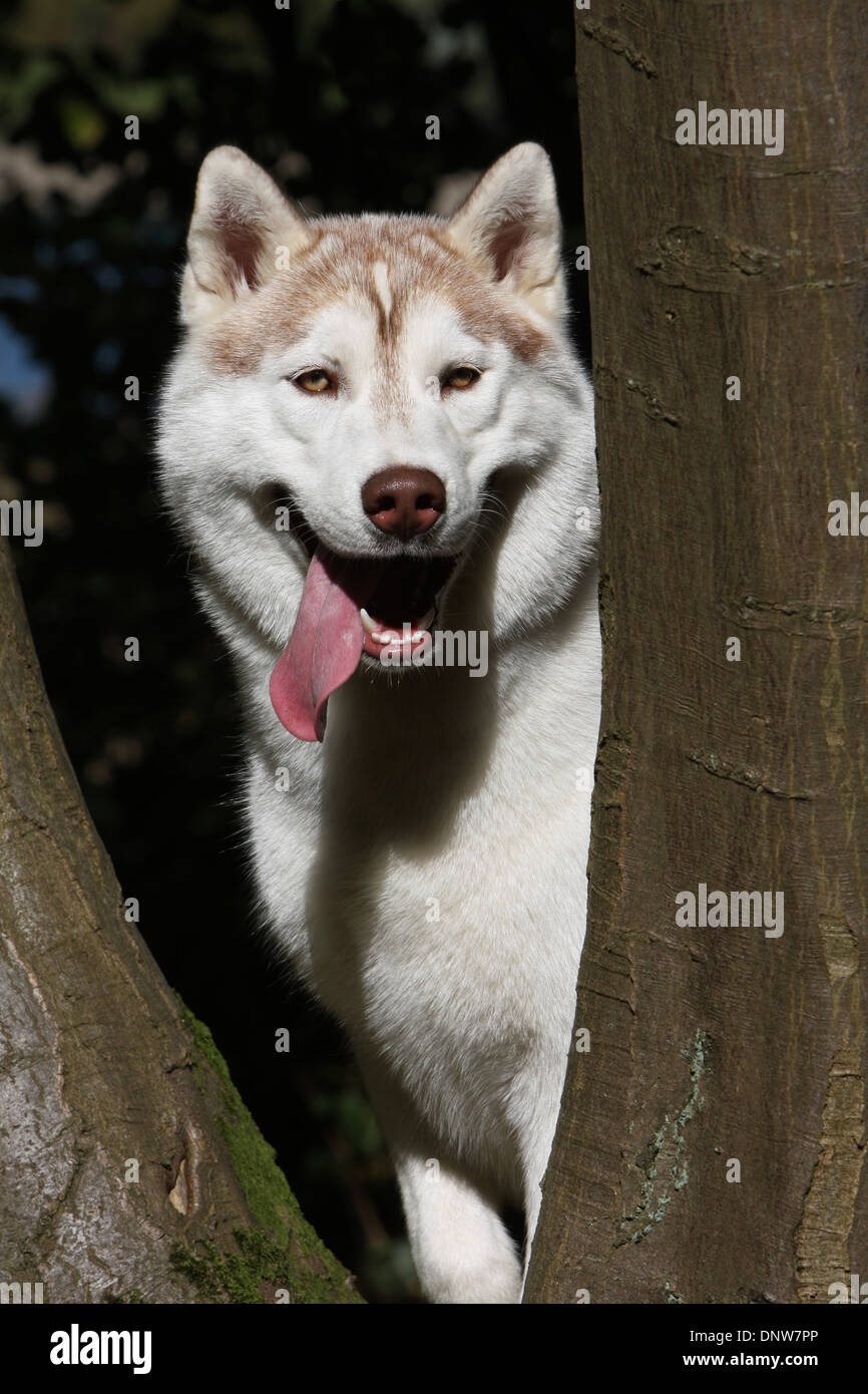 Dog Siberian Husky  adult portrait Stock Photo