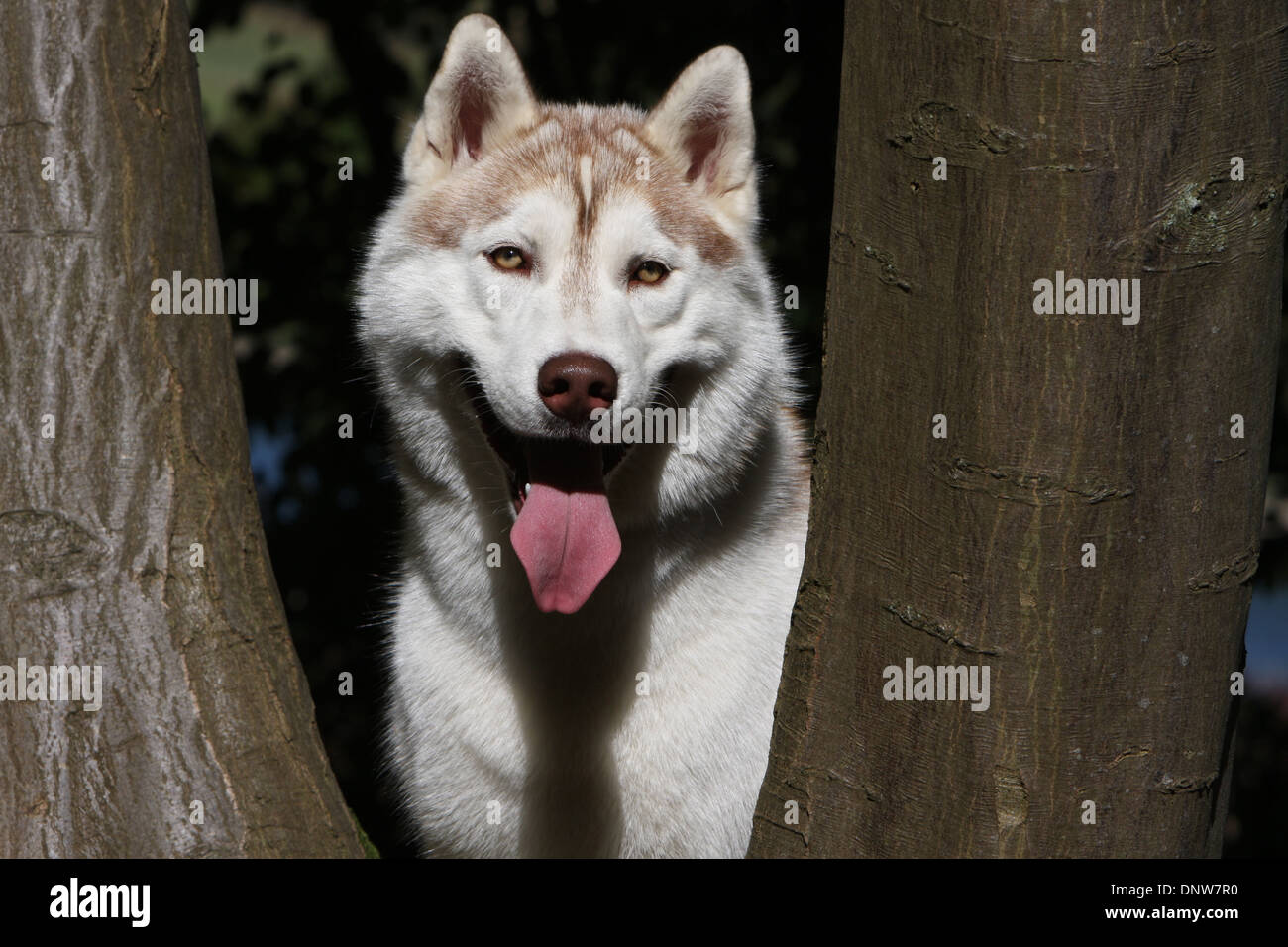 Dog Siberian Husky  adult portrait Stock Photo