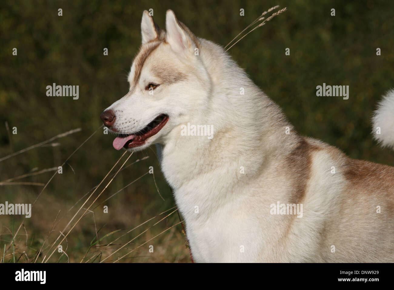 Dog Siberian Husky  adult portrait Stock Photo