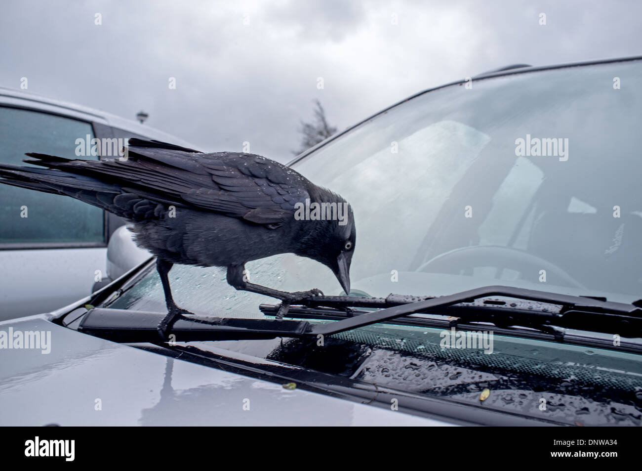 Jackdaw pecking car windscreen wiper Stock Photo