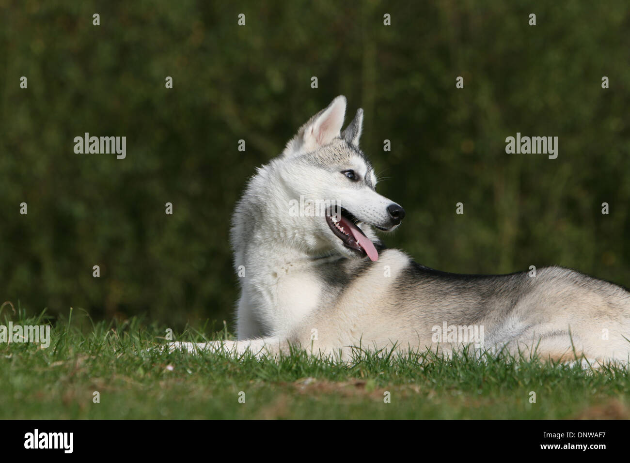 Dog Siberian Husky / adult lying in a meadow Stock Photo - Alamy