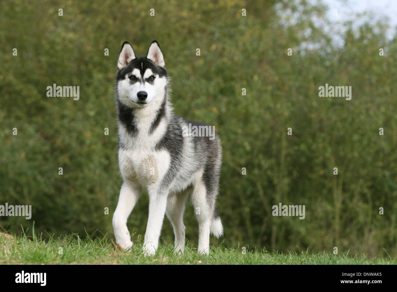 adult siberian husky
