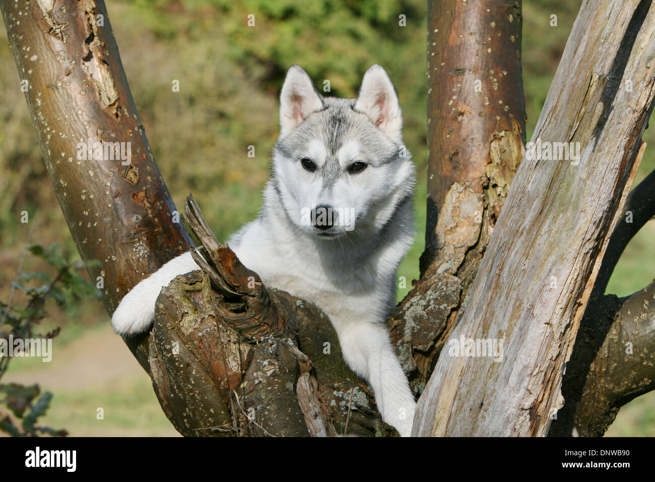 Dog Siberian Husky / adult lying in a tree Stock Photo Alamy
