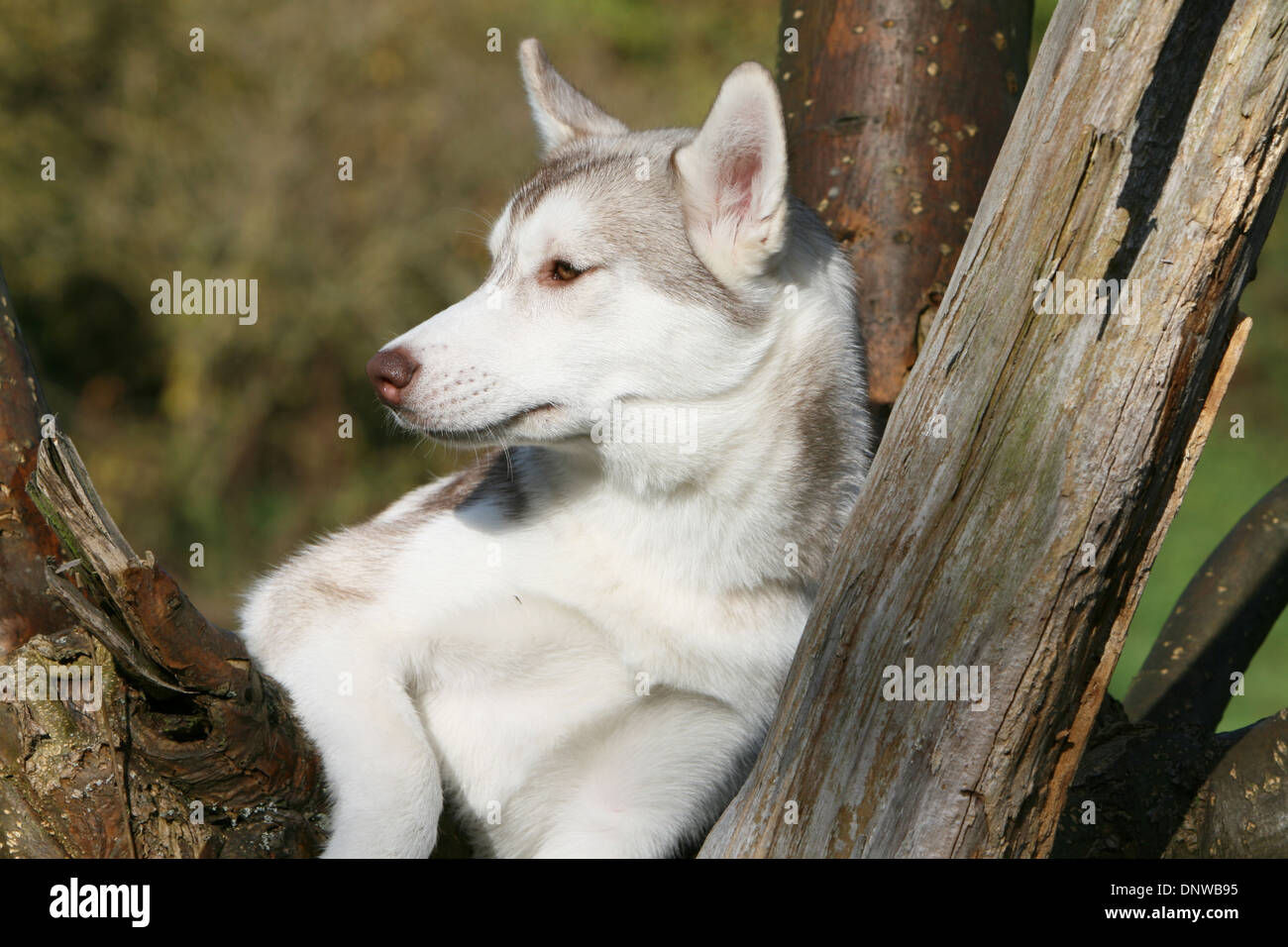 Dog Siberian Husky  adult portrait Stock Photo