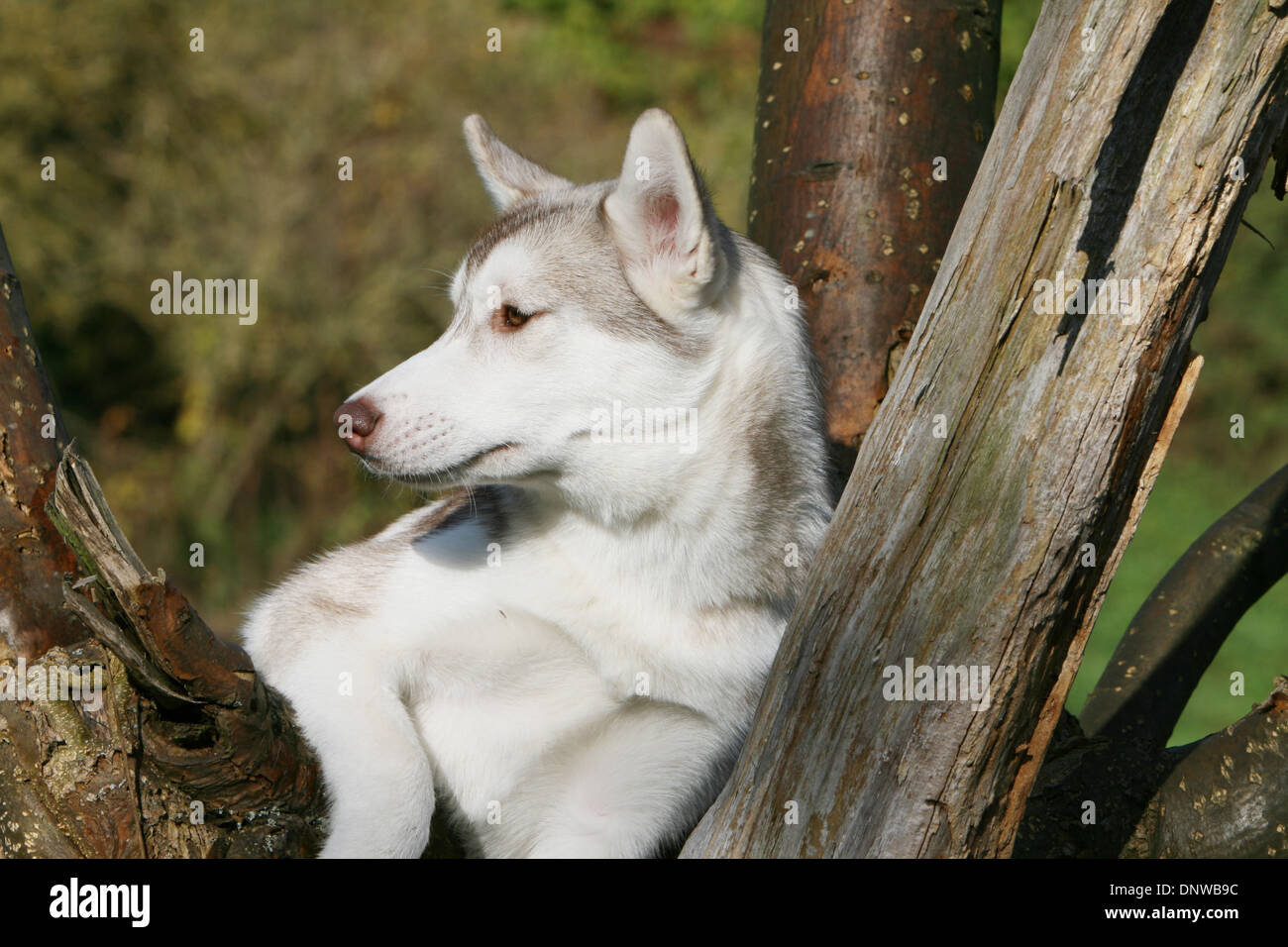 Dog Siberian Husky  adult portrait profile Stock Photo