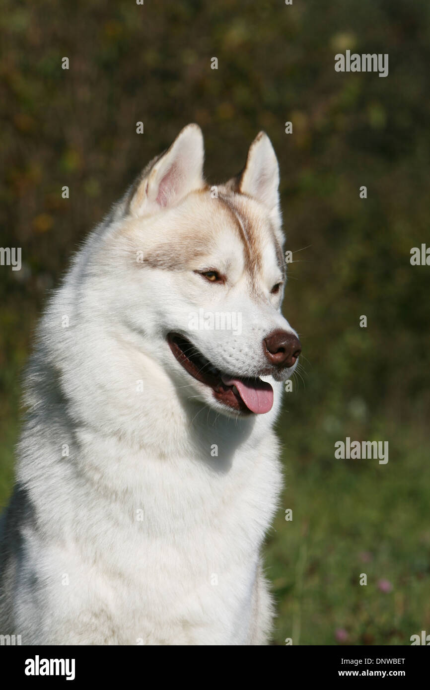 Dog Siberian Husky  adult portrait Stock Photo