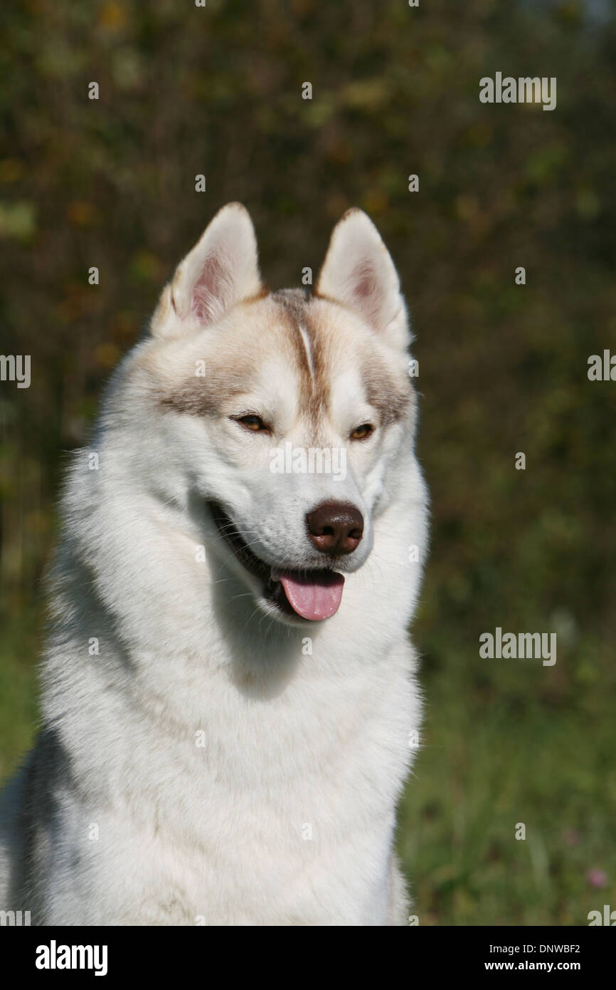 Dog Siberian Husky  adult portrait Stock Photo