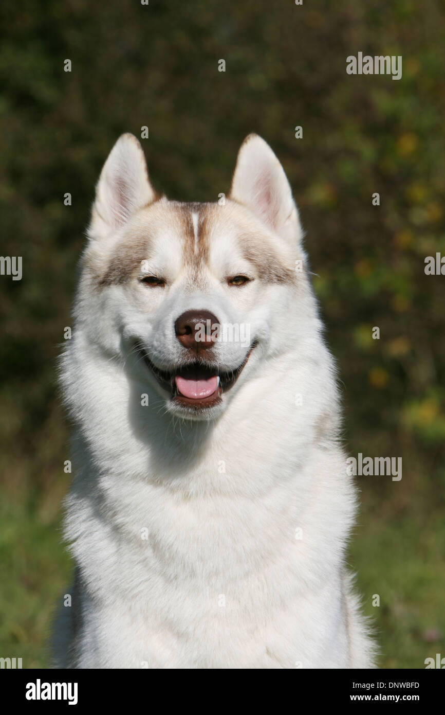 Dog Siberian Husky  adult portrait Stock Photo