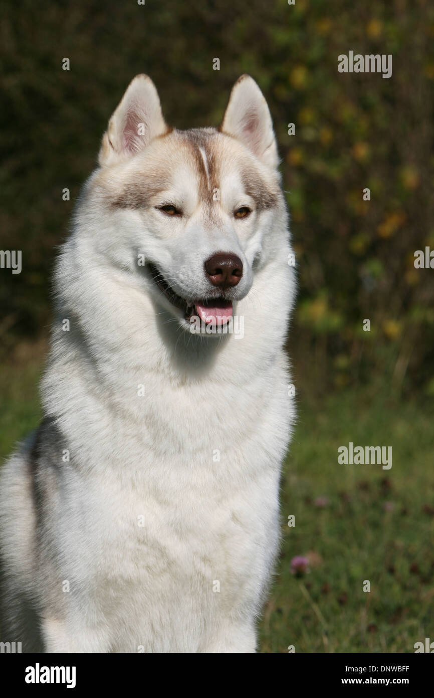 Dog Siberian Husky  adult portrait Stock Photo