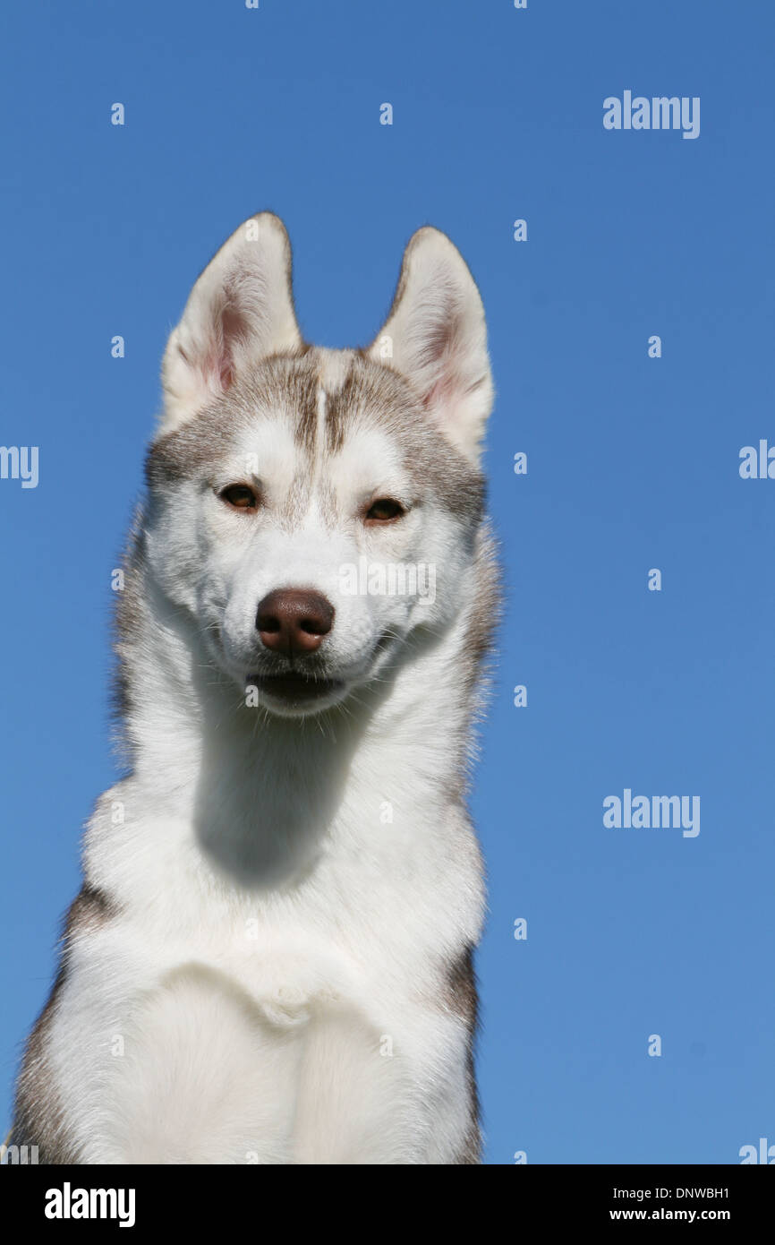 Dog Siberian Husky  adult portrait Stock Photo