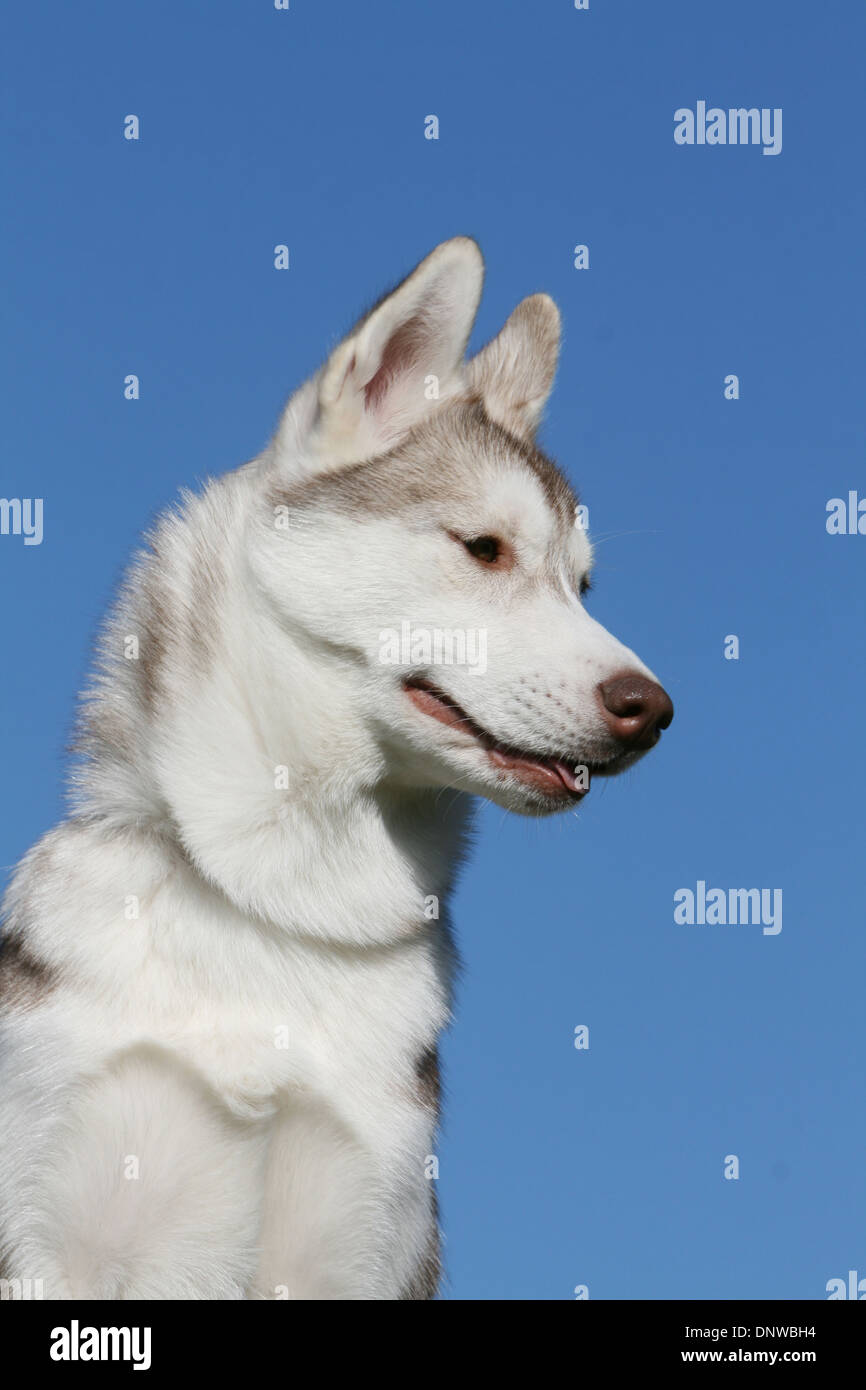 Dog Siberian Husky  adult portrait Stock Photo