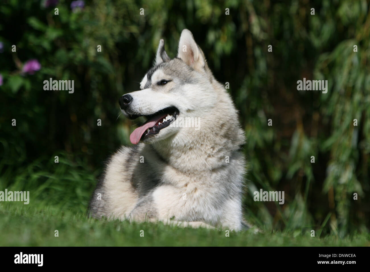 Dog Siberian Husky / adult lying in a garden Stock Photo - Alamy