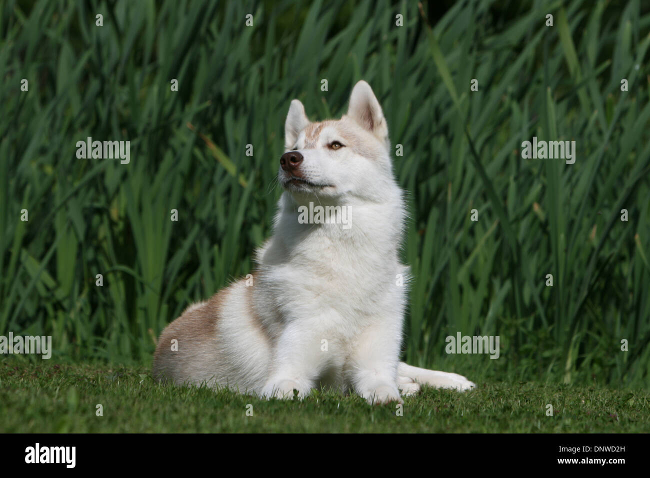 Dog Siberian Husky / adult lying in a garden Stock Photo - Alamy