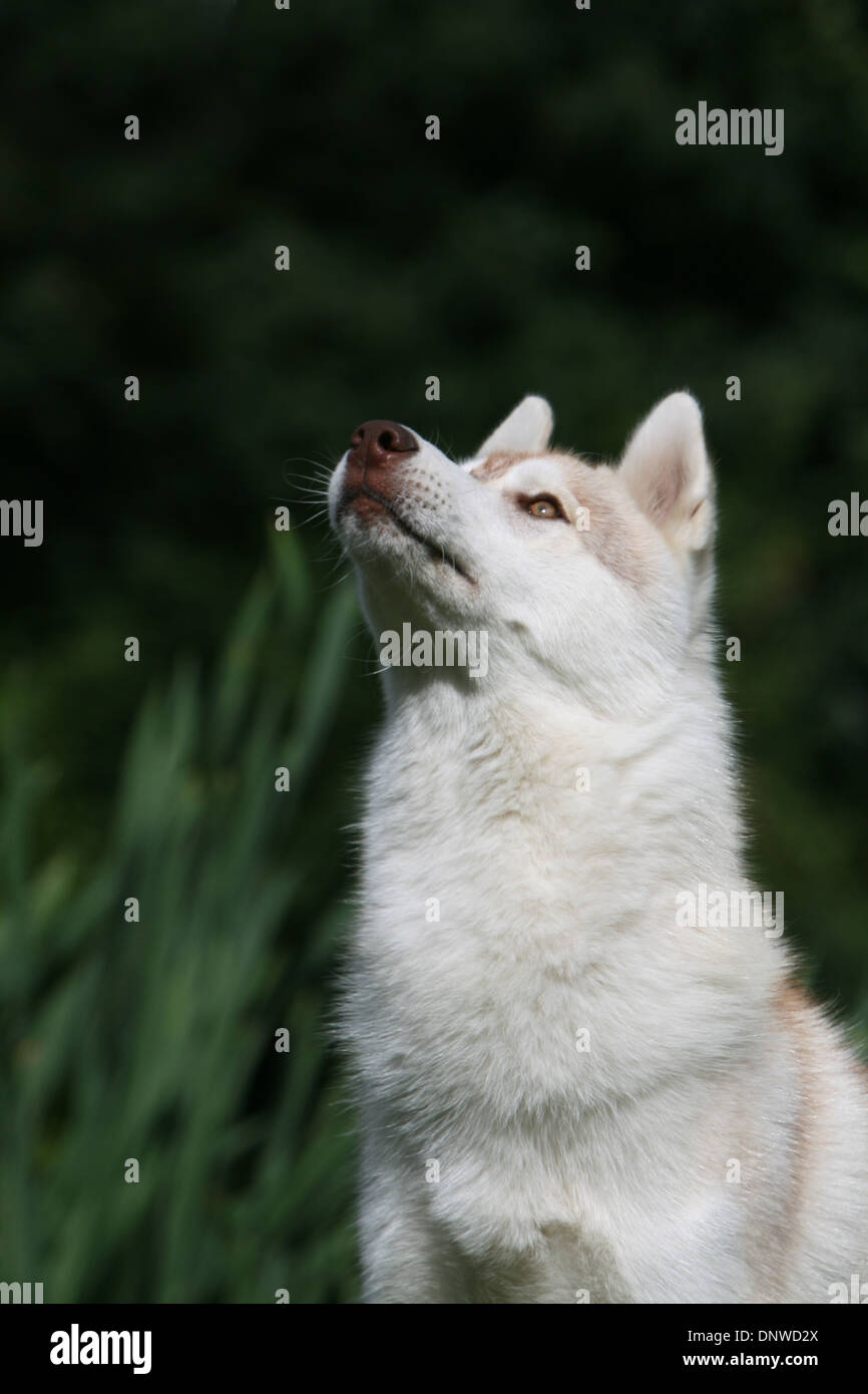 Dog Siberian Husky  adult portrait Stock Photo