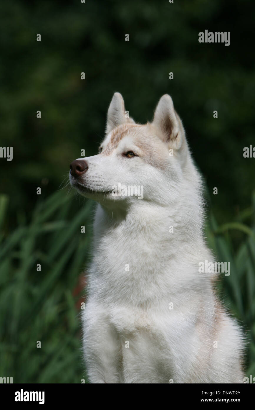 Dog Siberian Husky  adult portrait Stock Photo