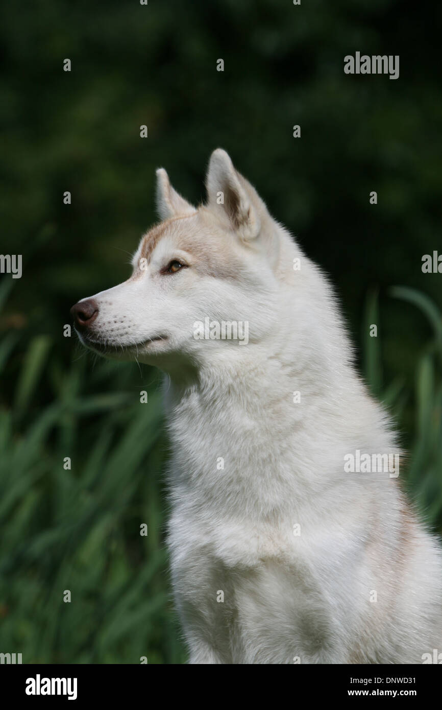 Dog Siberian Husky  adult portrait profile Stock Photo