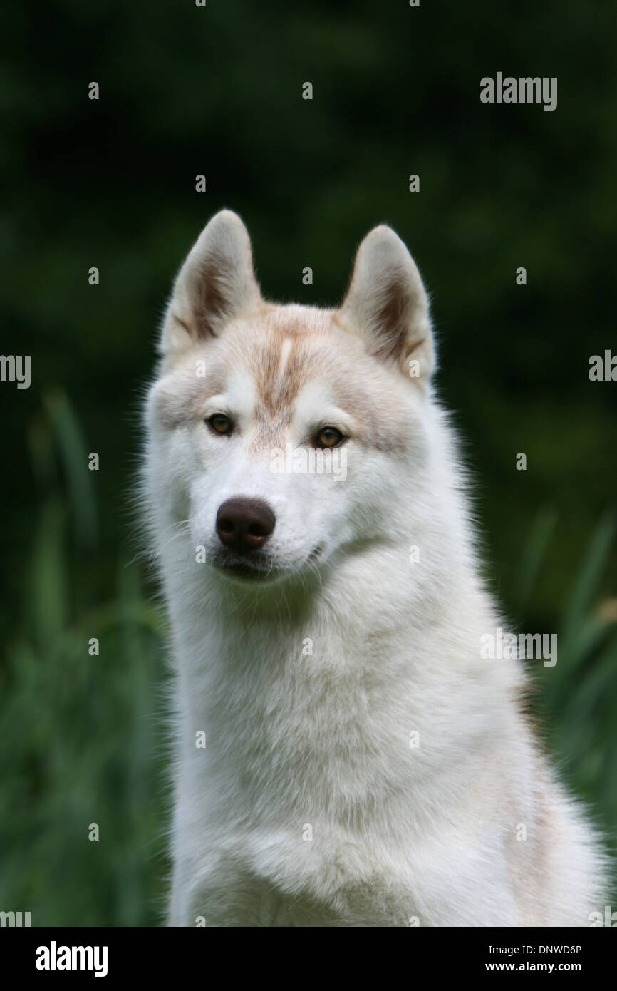 Dog Siberian Husky  adult portrait Stock Photo