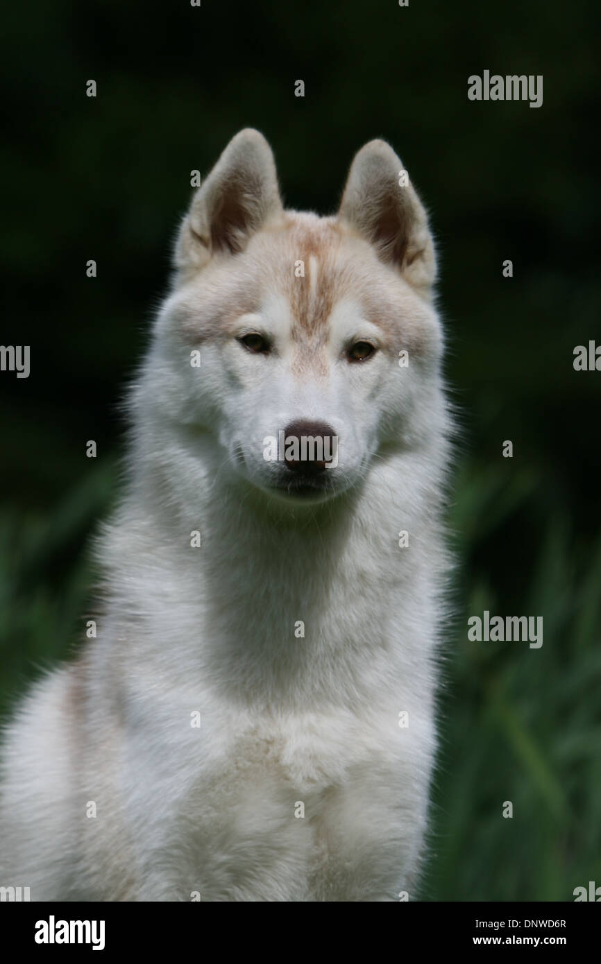 Dog Siberian Husky  adult portrait Stock Photo
