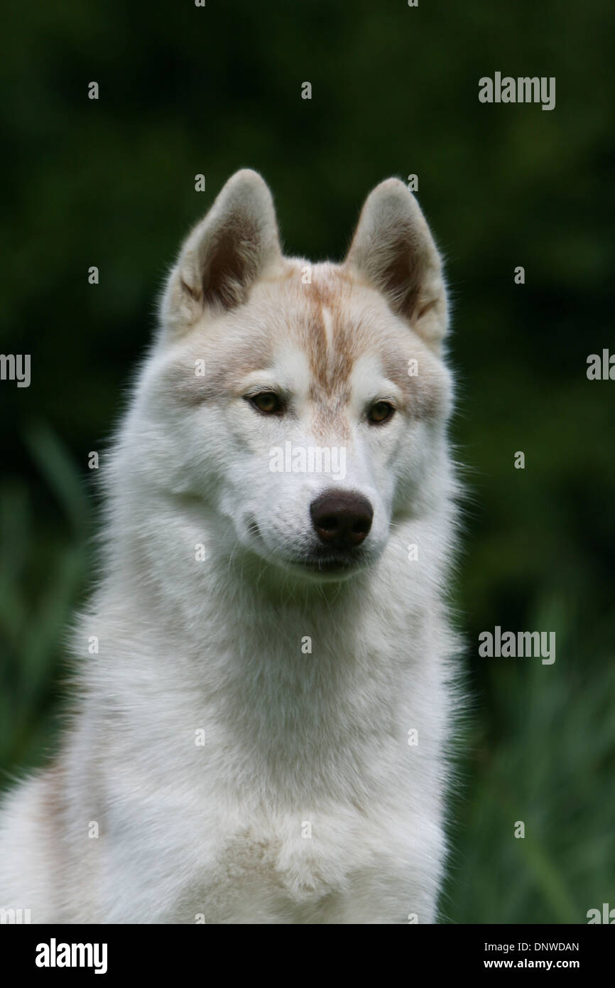 Dog Siberian Husky  adult portrait Stock Photo