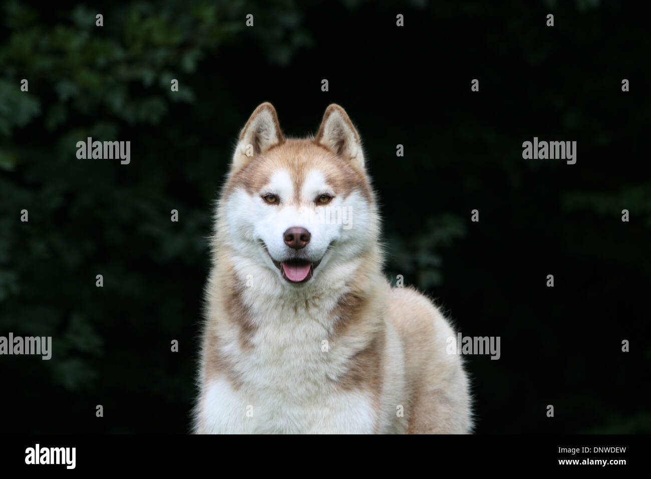 Dog Siberian Husky  adult portrait Stock Photo