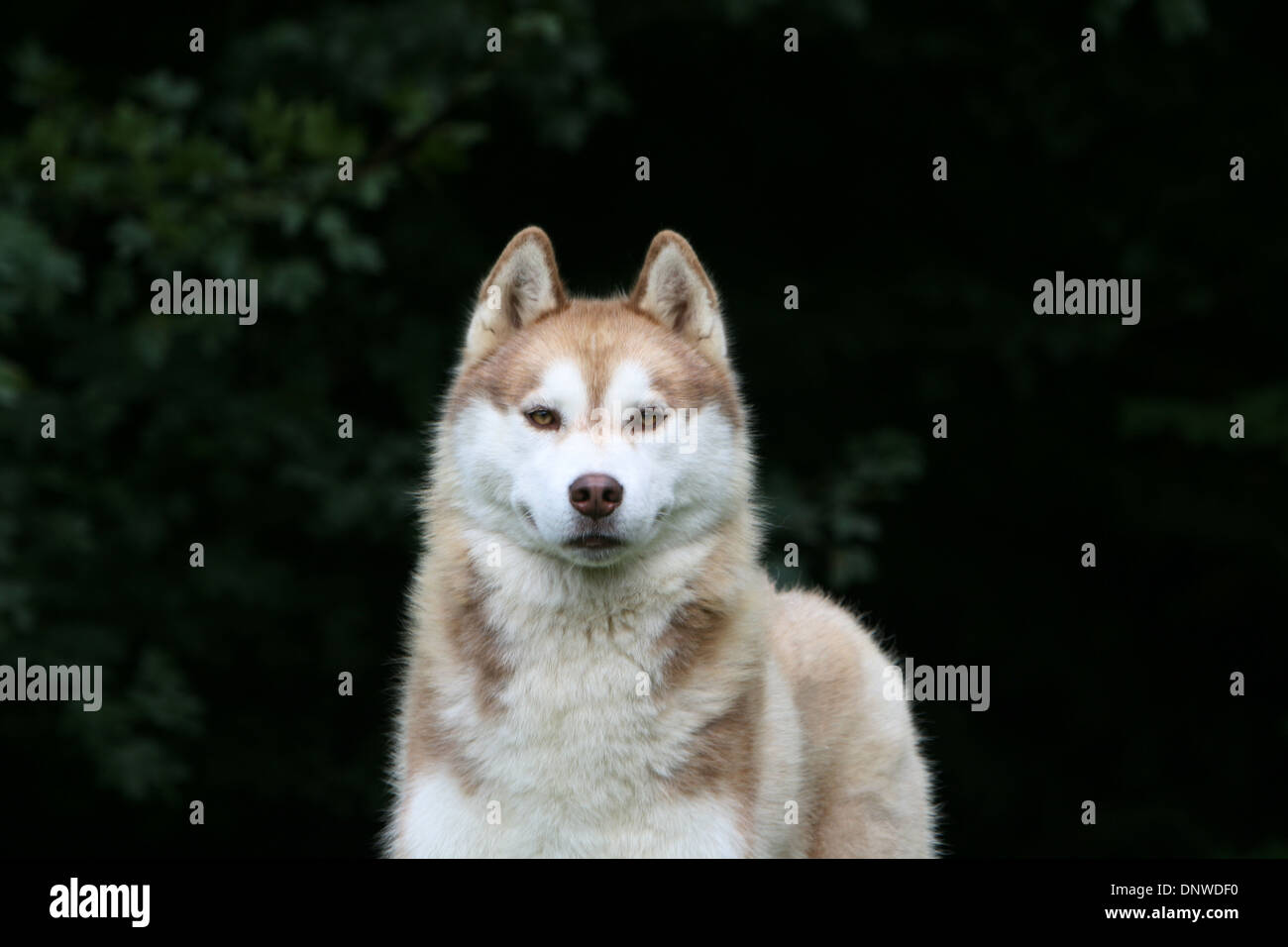Dog Siberian Husky  adult portrait Stock Photo
