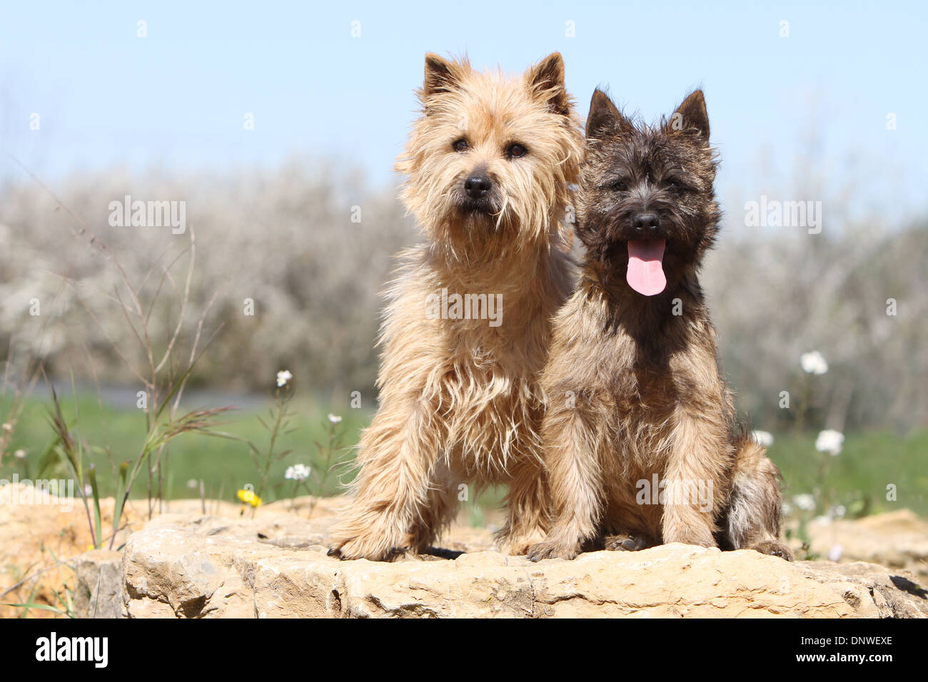 cairn terrier hunting