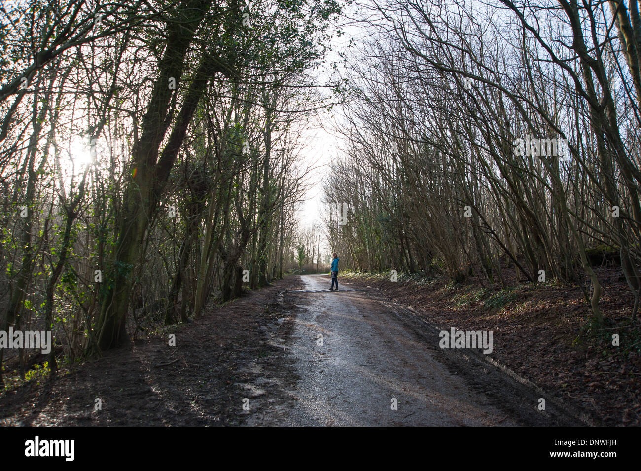 Woman walking on a path in Stanmer Park woods Brighton UK Stock Photo