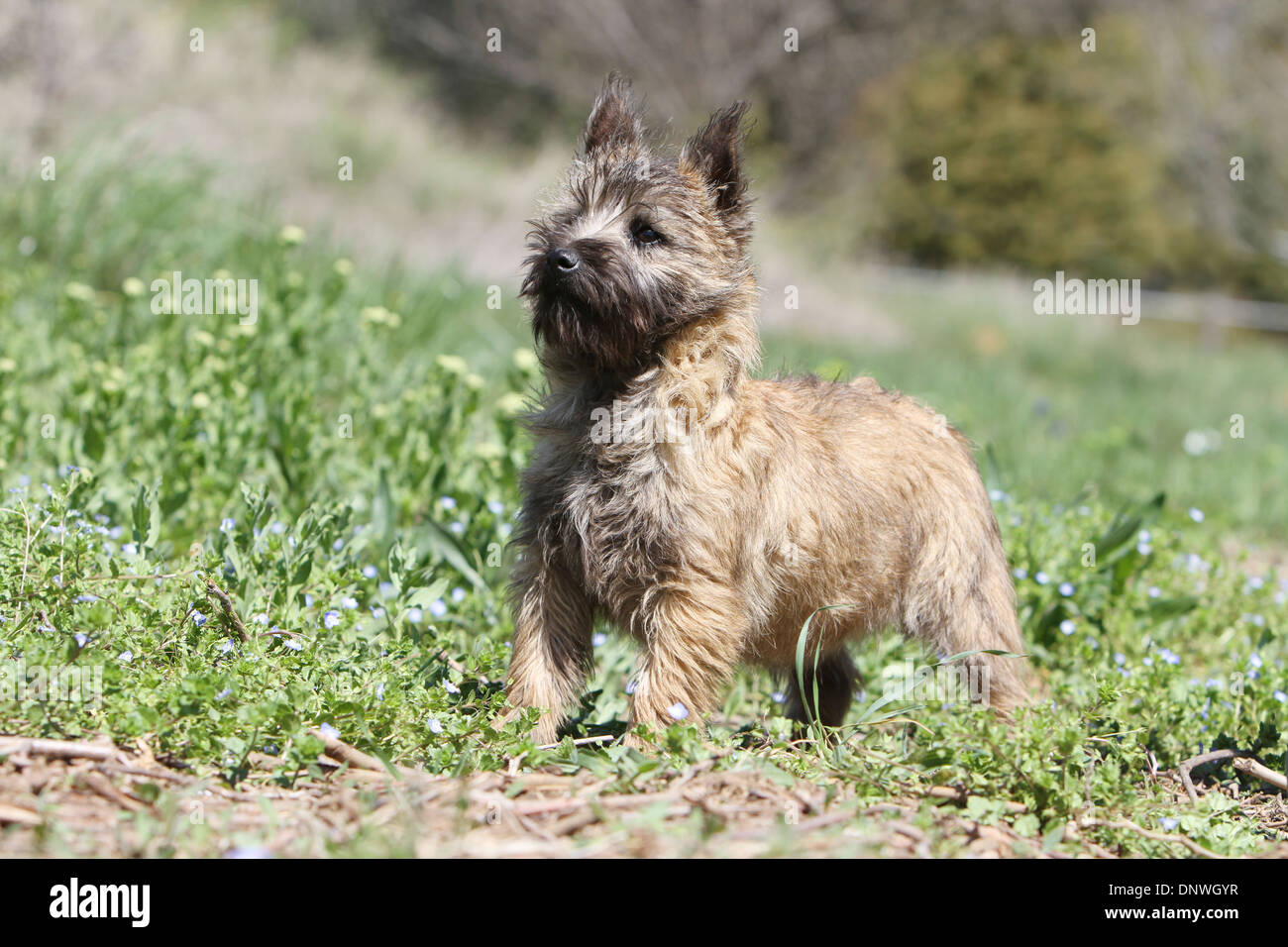 Dog Cairn Terrier   /  puppy standing in a meadow Stock Photo
