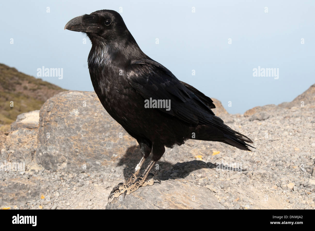 Common Ravens are among the very intelligent and curious animals.  Kolkraben sind sehr intelligente und neugierige Vögel. Stock Photo