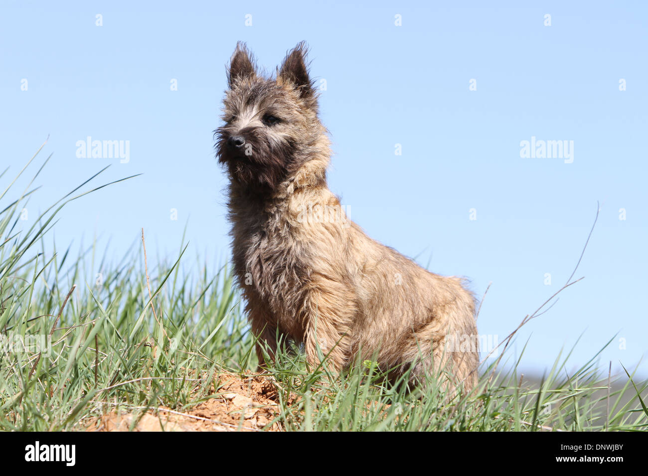 Dog Cairn Terrier   /  puppy standing in a meadow Stock Photo