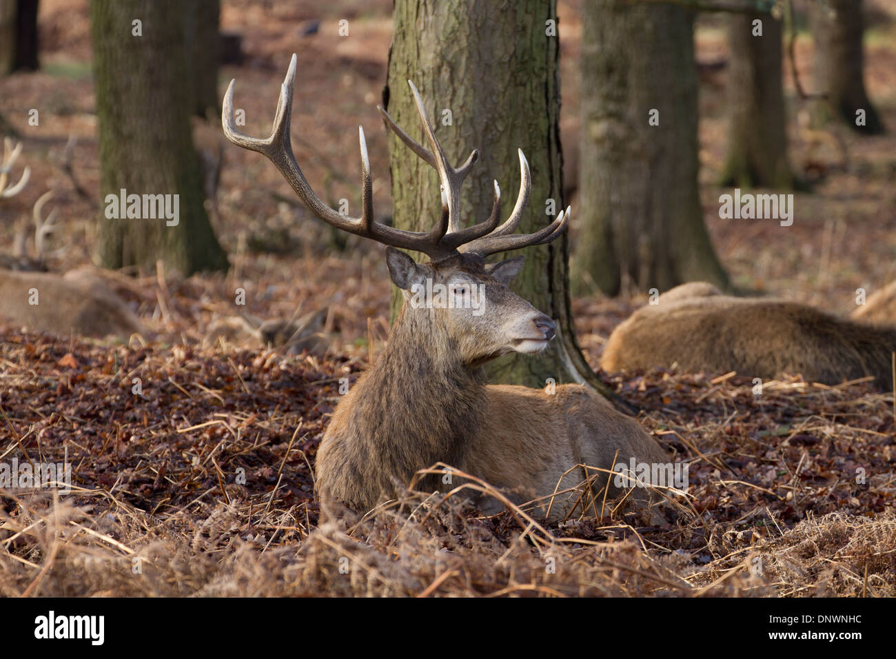 Red Deer stag (Cervus elaphus) Stock Photo