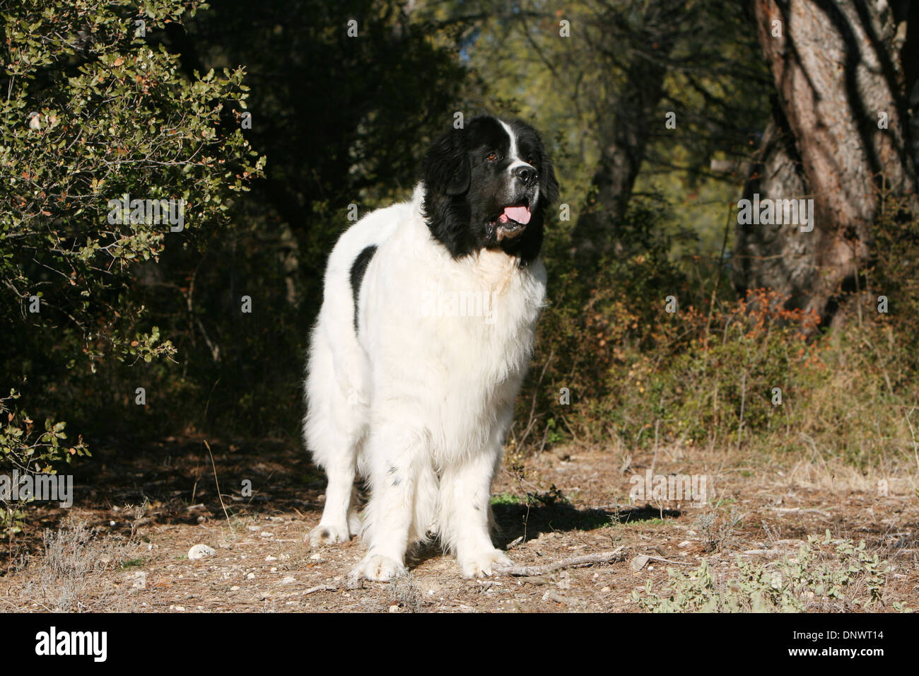 White landseer dog breed standing hi-res stock photography and images ...