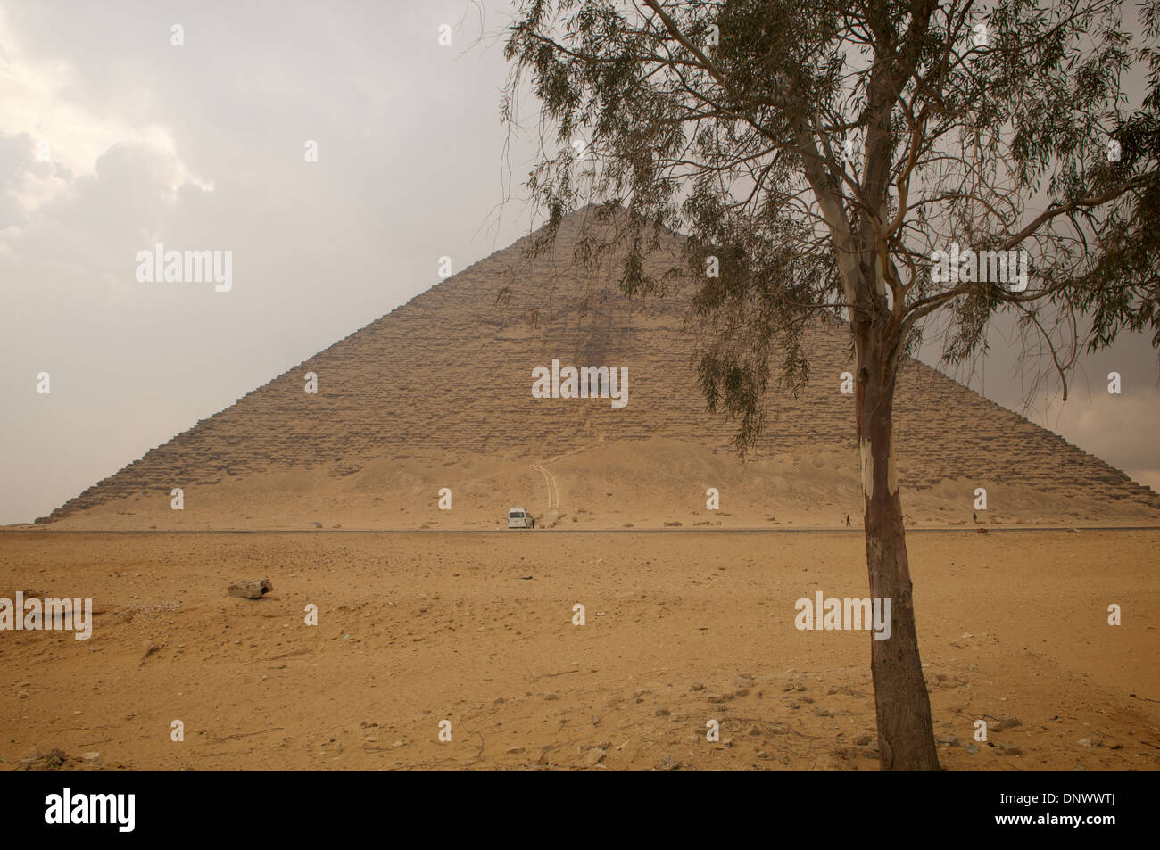 View looking south past an acacia tree to the Red Pyramid at Dahshur