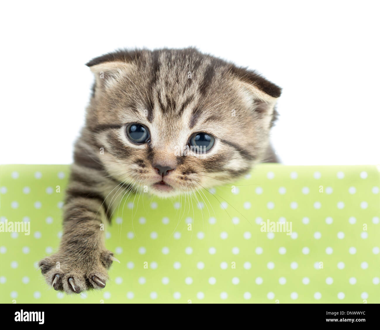 funny cat or kitten in cardboard box isolated Stock Photo