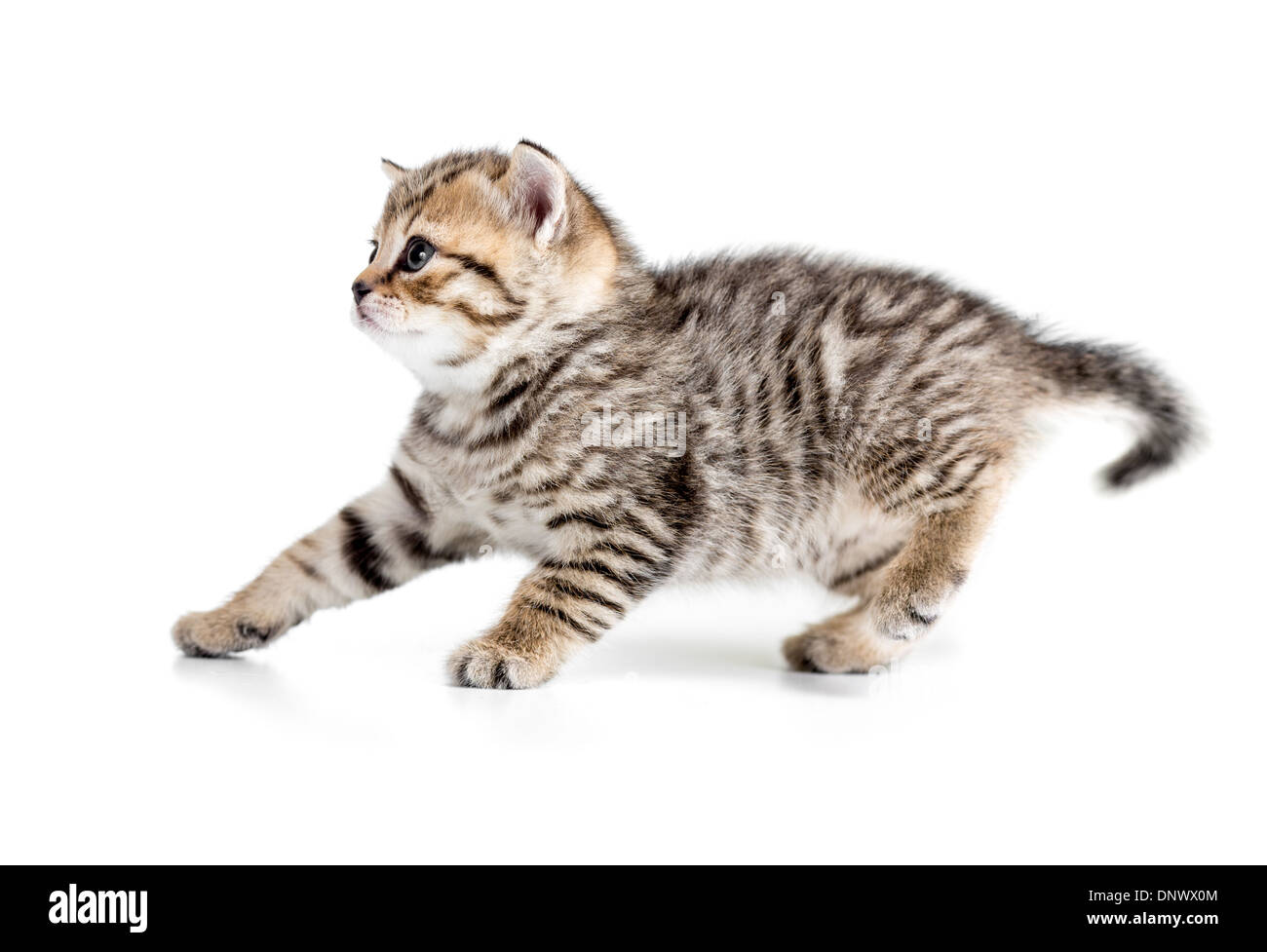 4 week kitten hanging back or receding isolated on white Stock Photo