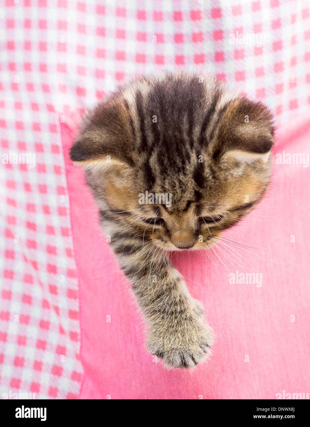 kitten cat in pink pocket Stock Photo