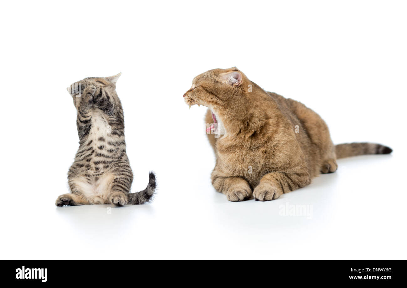 mother cat shouting at the frightened kitten child Stock Photo